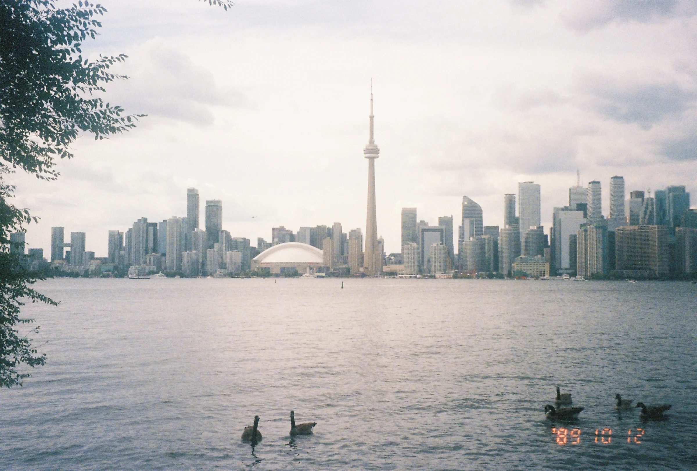 A view of downtown toronto across lake ontario from the toronto islands - with a couple of ducks that photobombed.