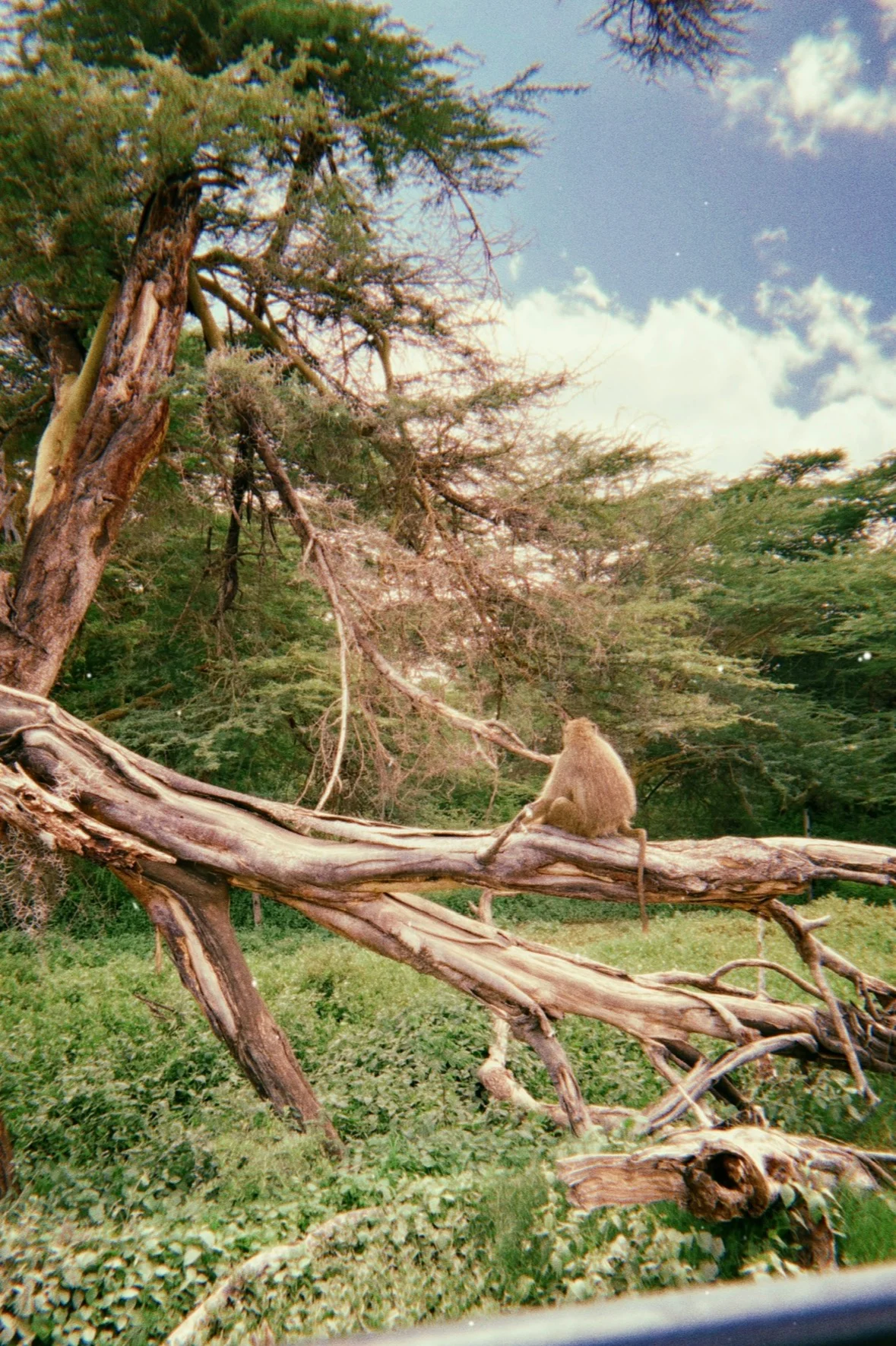 A monkey sitting on a fallen tree, facing a forest.