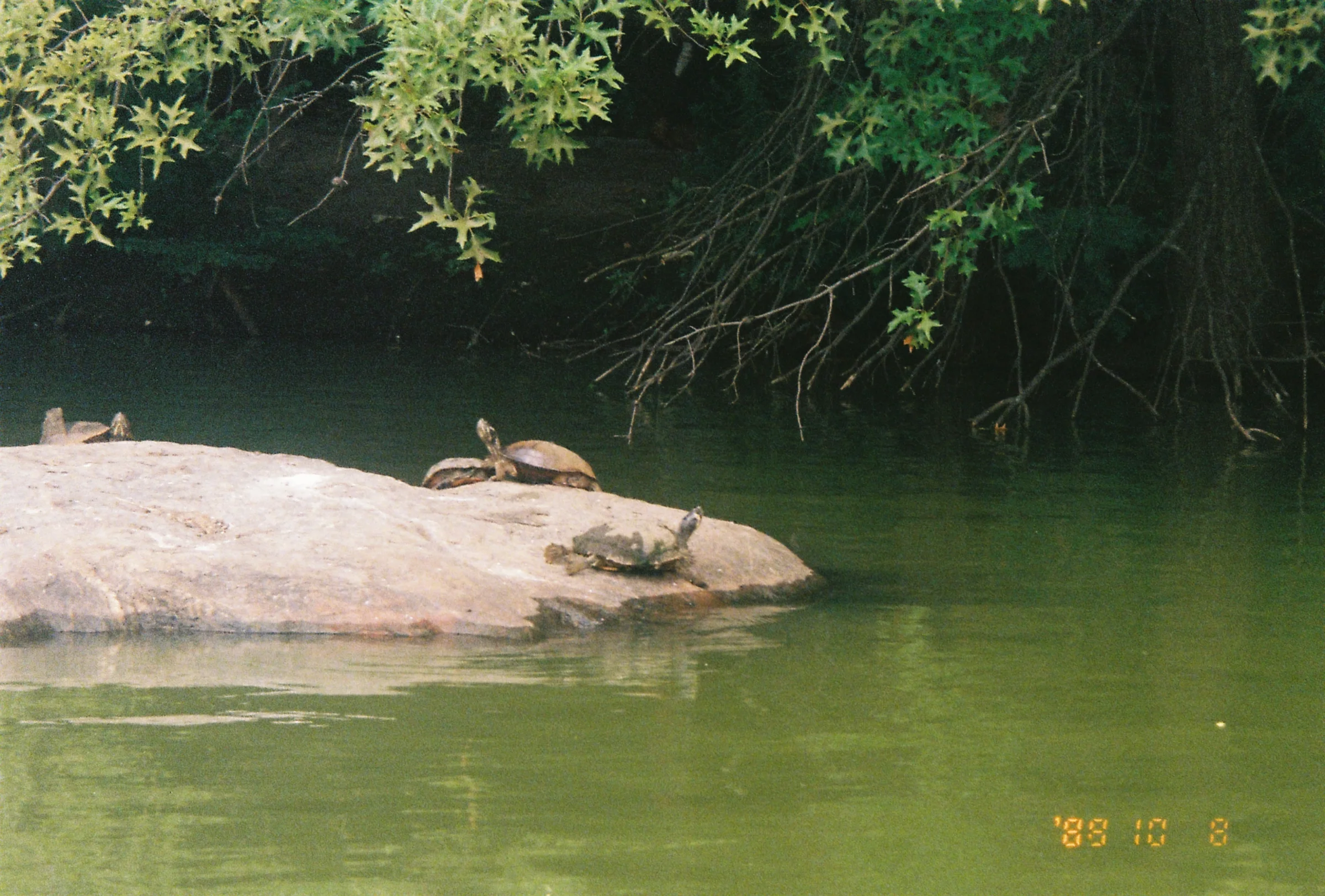 The tortoise's chilling on a rock in central park.